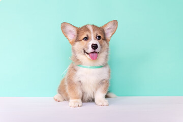 Corgi puppy on a blue background