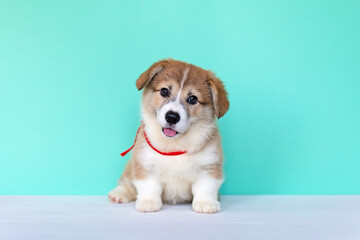 Smiling corgi puppy on blue background