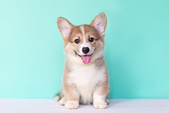 Portrait of a corgi puppy