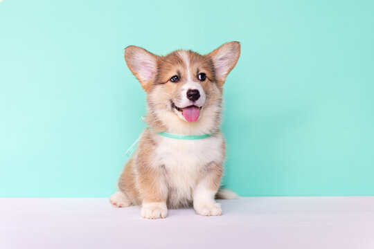 Corgi puppy on a blue background