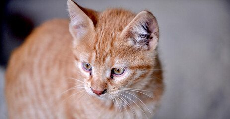 cute stray street kitten portrait
