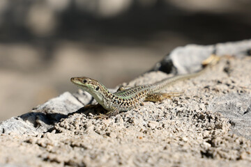 Green lizard sits on rocks and bask in the sun