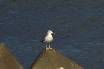 消波ブロックの上のカモメ