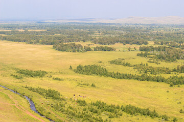 Fototapeta na wymiar Aerial view of the green pastures of Khakassia on a summer day. A herd of cows grazing in the distance in the meadow. Light haze over the horizon
