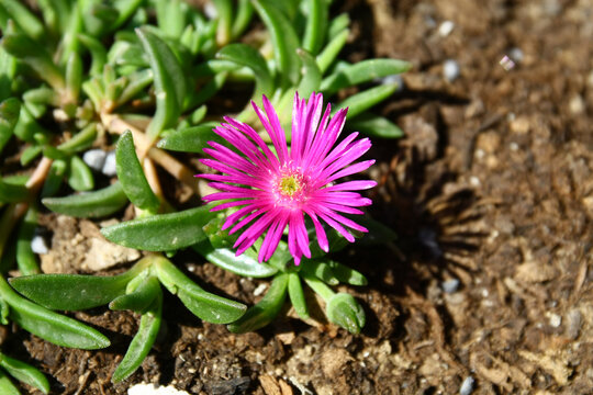 Blooming delosperma flowers grown in front of the house as an ornament.