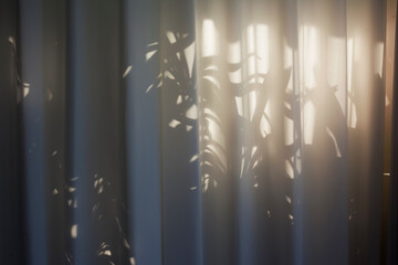 Morning light. Tree leaves contour. White curtain.