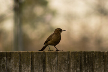 Birds