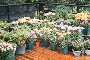 flowers in the garden