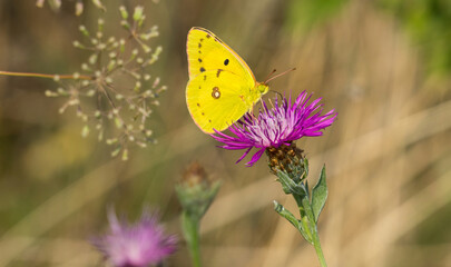 Beautiful yellow butterfly is feeding on purple flower. Little yellow, Eurema lisa, butterfly feeding on purple Ironweed flowers in late summer.