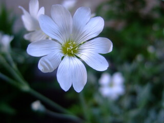 White flower