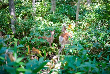 森から現れた鹿