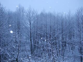 Snow | Tree | Forest
