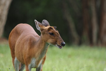 Muntiacus muntjak or fea's barking deer or so called fea's muntjac