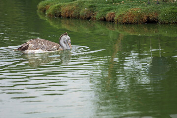 The great pelican bird is rest near the river