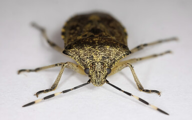 Makro closeup of one isolated mottled shieldbug (rhaphigaster nebulosa) on white background