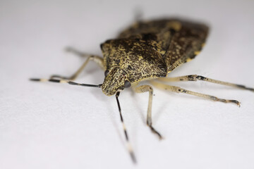Makro closeup of one isolated mottled shieldbug (rhaphigaster nebulosa) on white background