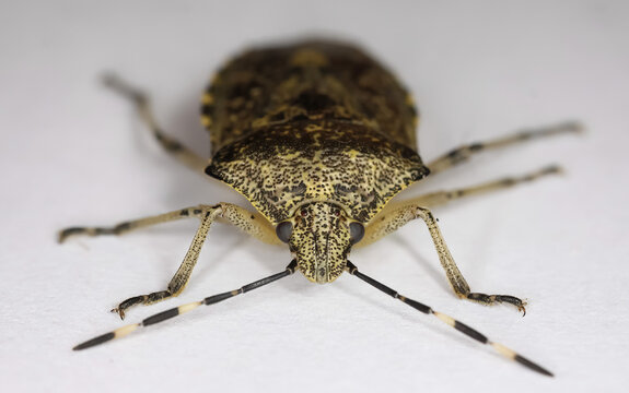 Pentatomoidea Bilder Durchsuchen 8,274 Archivfotos,