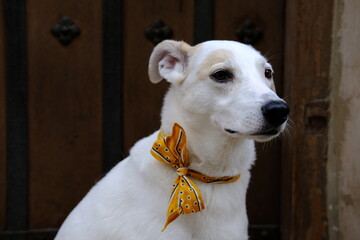A white mongrel with a colored bow around his neck sits against the backdrop of old warehouses in Riga.