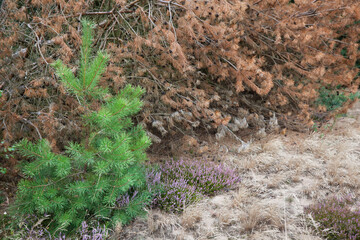 Naklejka na ściany i meble A young pine tree and flowering heather growing next to a fallen, withered pine.