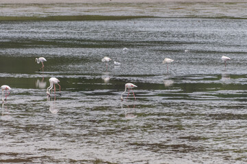 View of Flamingo flock resting standing in water, in Portugal