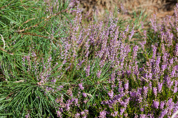 Close-up of young pine tree branches and flowering heather.