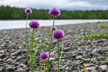 Flowers on the Putorana plateau.
