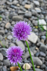 Flowers on the Putorana plateau.