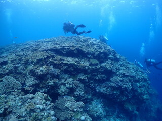 Plakat 恩納村海底のサンゴ（沖縄）