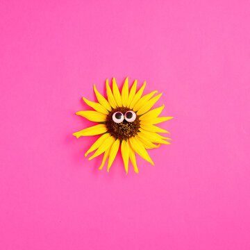 Sun face made of sunchoke flower with eyes. Minimalistic creative funny nature concept on pink background
