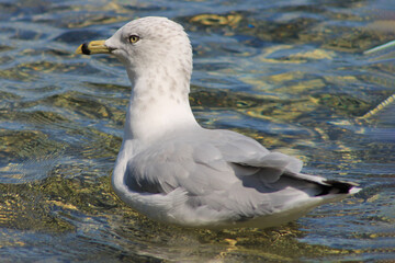 seagull