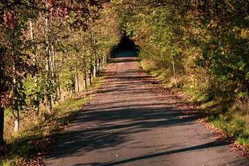 Obraz premium road leading into forest in the countryside in autumn