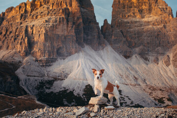 dog in the autumn mountains . Jack Russell Terrier in dolomites Alps. Italian landscape. Hiking...