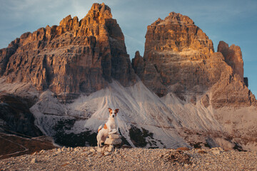 dog in the autumn mountains . Jack Russell Terrier in dolomites Alps. Italian landscape. Hiking...
