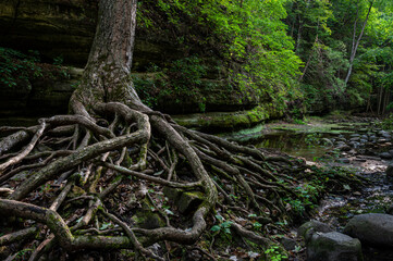 655-24 Summer Roots in the Canyon