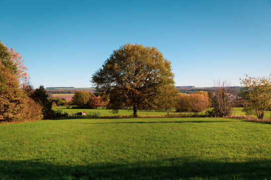 autumn tree on grass field