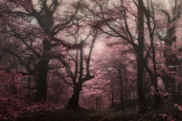 Obraz na płótnie Canvas Misty beech forest in the mountains of Crimea