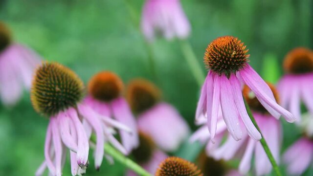 Pink echinacea flowers on a blurred green background. Medicinal plants in the garden. Nature background, close-up 