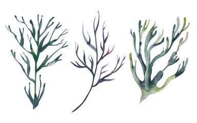 Watercolor Seaweeds. Hand drawn aquarium plants. Sea underwater edible algae.