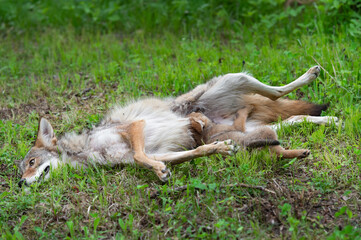 Naklejka na ściany i meble Adult Coyote (Canis latrans) Lies in Grass Pup at Belly Summer