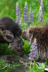 Adult Porcupine (Erethizon dorsatum) Moves to Touch Noses With Porcupette Summer