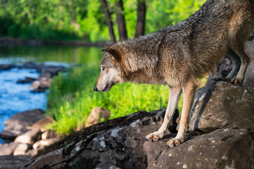 Grey Wolf (Canis lupus) Stands on Rocks Looking Down at River Summer