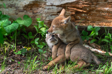 Pair of Coyote Pups (Canis latrans) Lies Together Near Log Summer