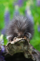 Porcupette (Erethizon dorsatum) Looks Over Edge of Log Summer