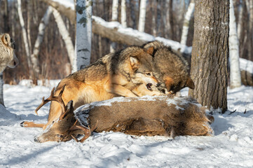 Grey Wolf (Canis lupus) Lunges and Snarls at Packmate at White-Tail Deer Carcass Winter