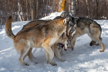 Fototapeta premium Pack of Grey Wolves (Canis lupus) Come Together Snarling and Biting Winter