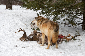 Grey Wolf (Canis lupus) Munches on White-Tail Deer Carcass Back to Viewer Winter