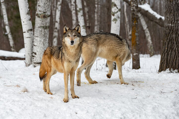 Fototapeta na wymiar Grey Wolf (Canis lupus) Stands Looking Out Second Walks in Background Winter