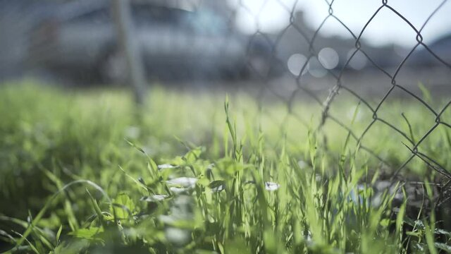 Recorriendo una verja met&aacute;lica con un verde y frondoso c&eacute;sped en la base