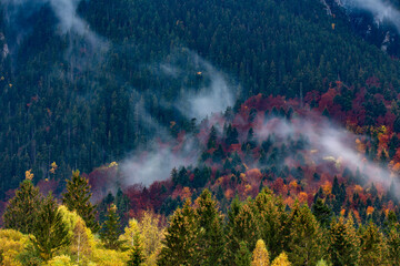 Dense morning fog in alpine landscape with fir trees and mountains. 