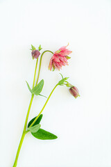  flower petals and aquilegia vulgaris isolated on white background